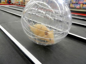 If you don't already have a ball, we advise you to get one right away and start training.