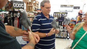 African Grey birds at Pickles' "Bird"thday Party at B&B Pet Stop in Mobile, Alabama